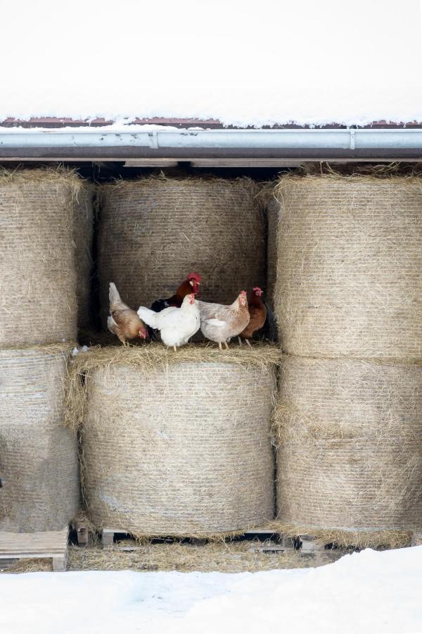 Agroturistika - "Domecek U Ovecek" Vila Horní Těrlicko Exterior foto